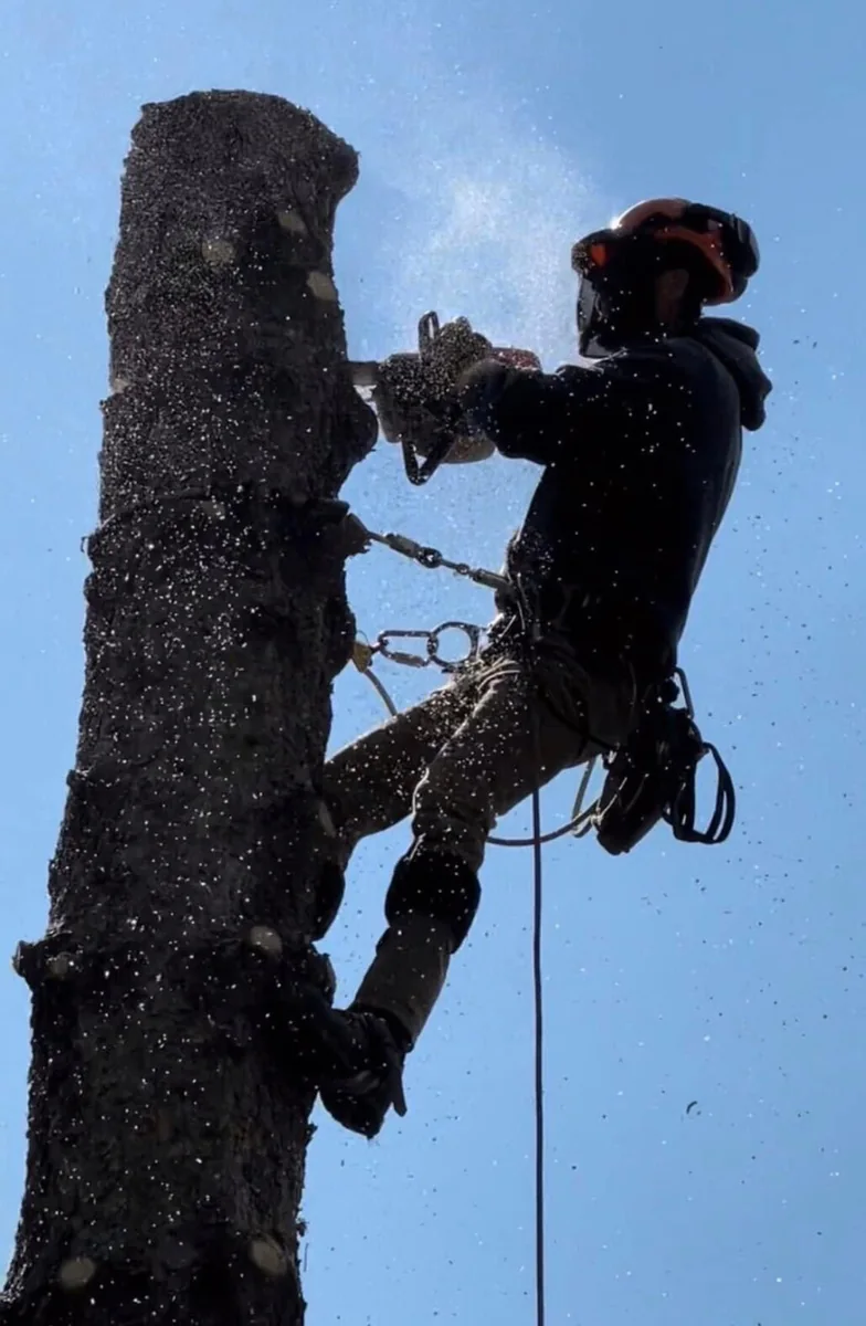Tree Cuttin Pros worker climbing and cutting a tree