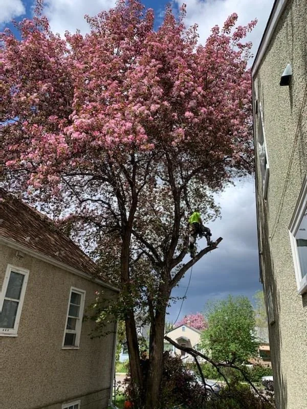 Tree beside a house before pruning and removal work